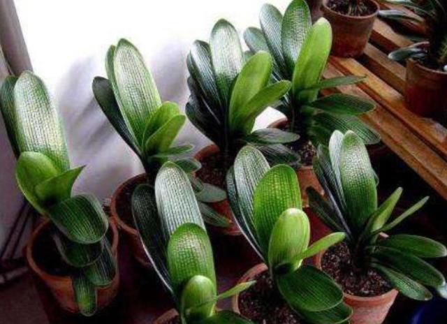 君子兰冬季养护要点爱花人看过来,君子兰冬季养殖方法和注意事项