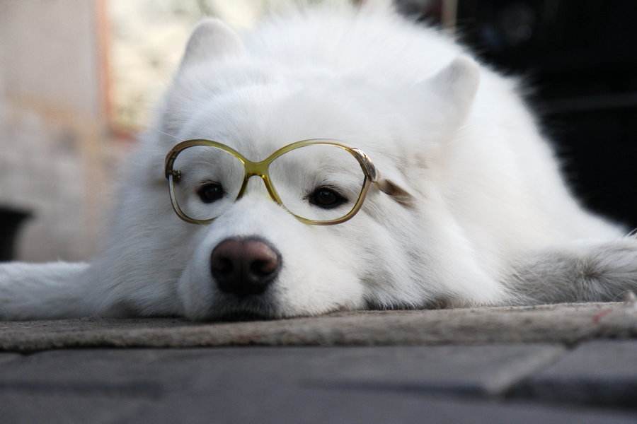 养萨摩耶的注意事项,养萨摩耶需要注意哪些事项