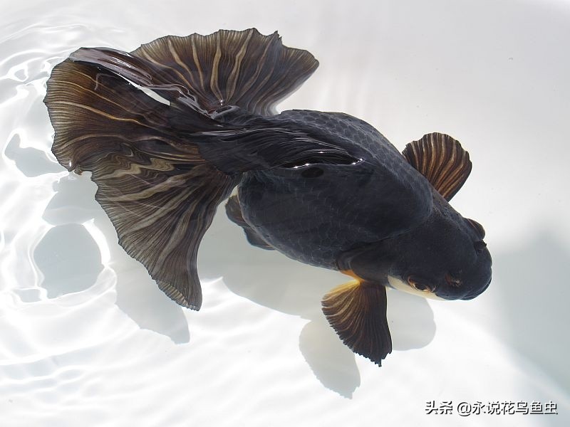 养的金鱼肚子越来越大怎么回事,家里养什么颜色的金鱼最好