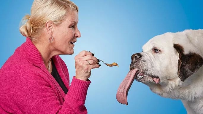 吉尼斯世界纪录最大的狗排名,吉尼斯记录体型最大的狗