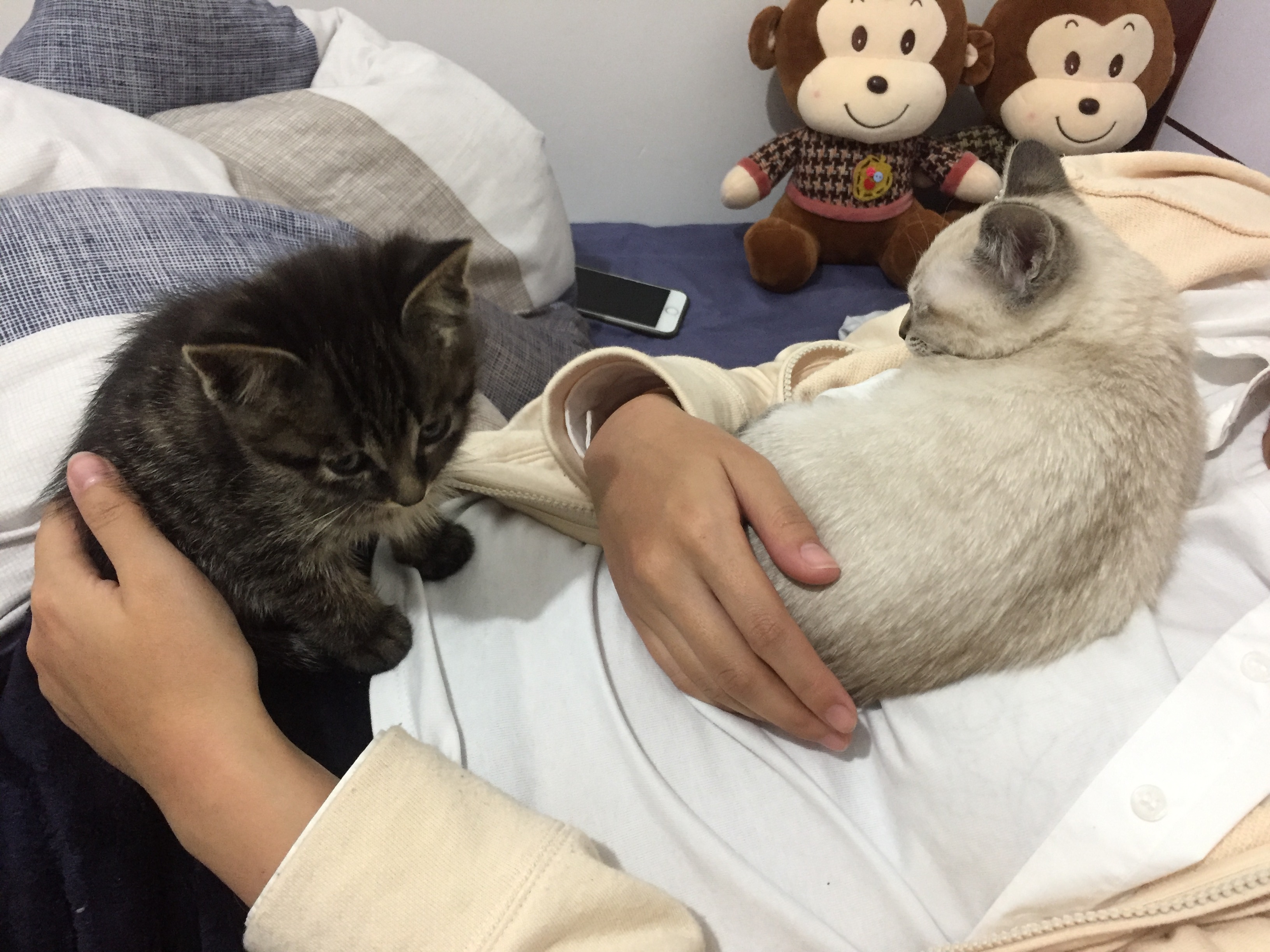 对猫无感的人适合养猫吗,对猫无感怎么回复别人的分享