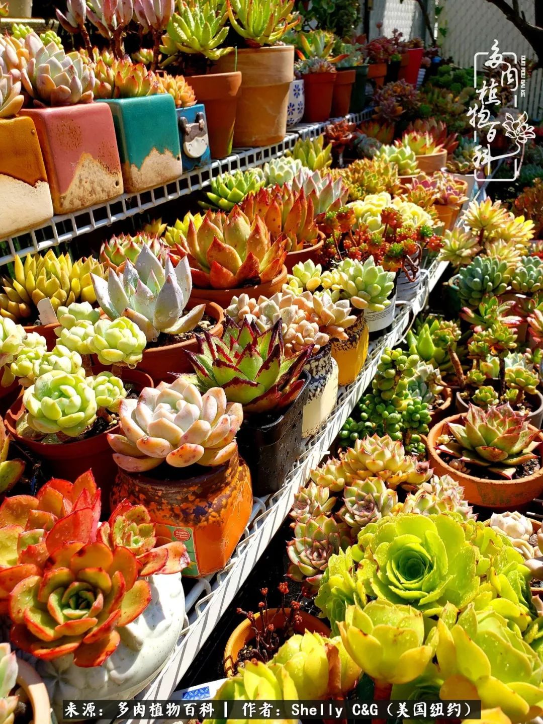 美国纽约有多少华裔人,美国纽约有多少个华人