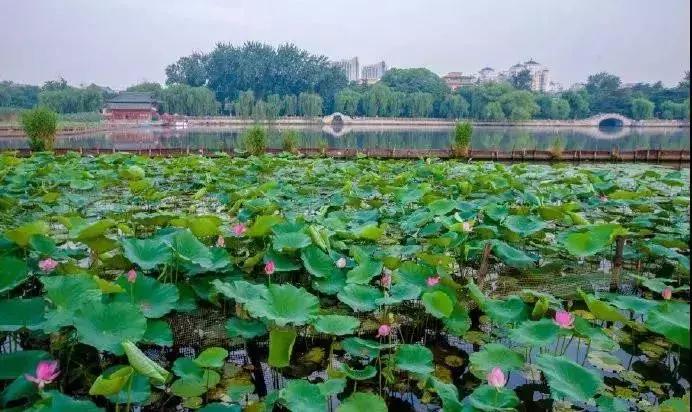 中国著名赏荷胜地,中国最著名的十大赏荷地