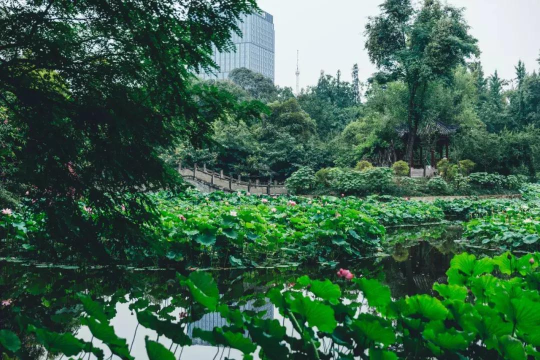 成都最美荷花池,成都荷花池有哪些
