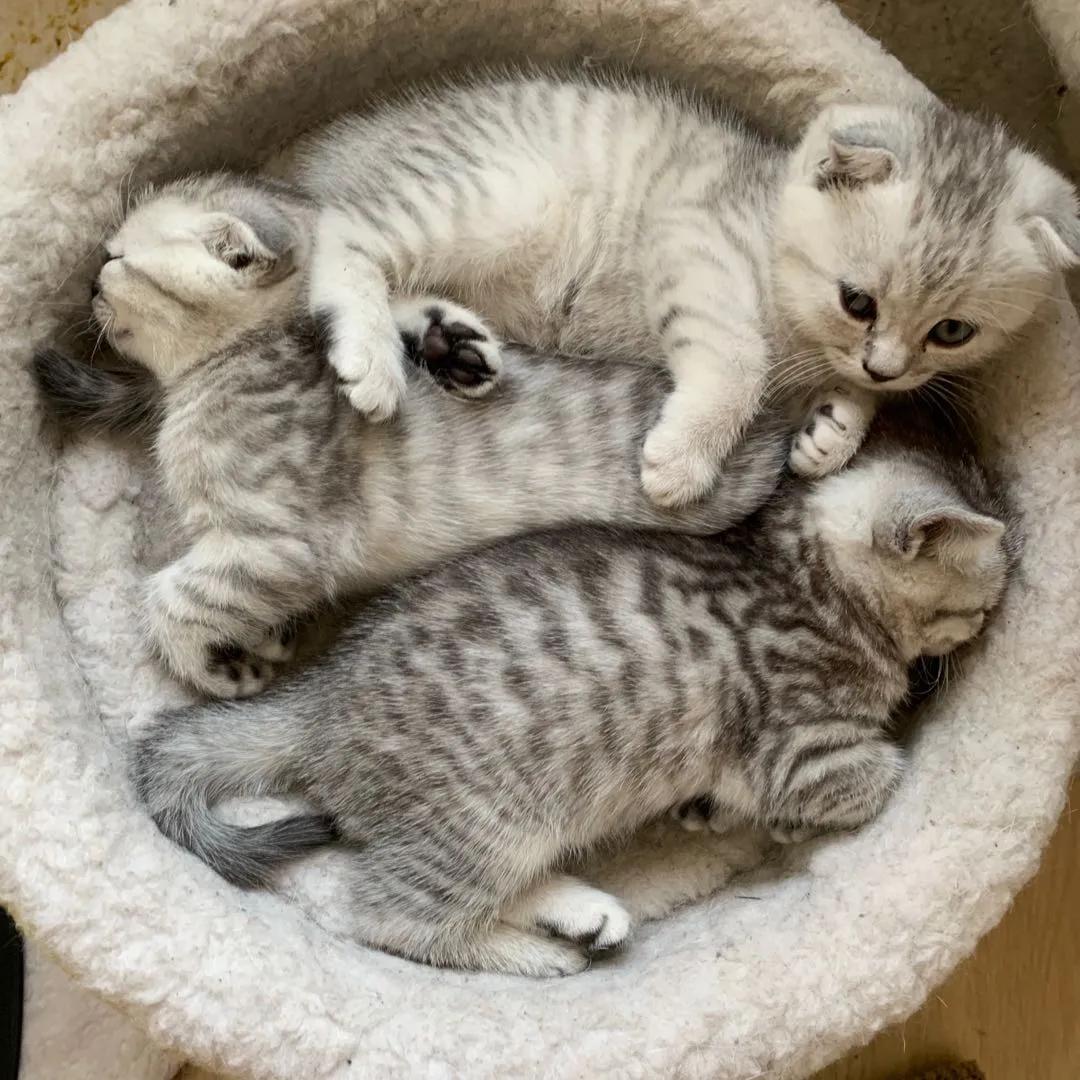 养一只英短蓝猫需要花多少钱,新手养英短蓝猫的十大忠告