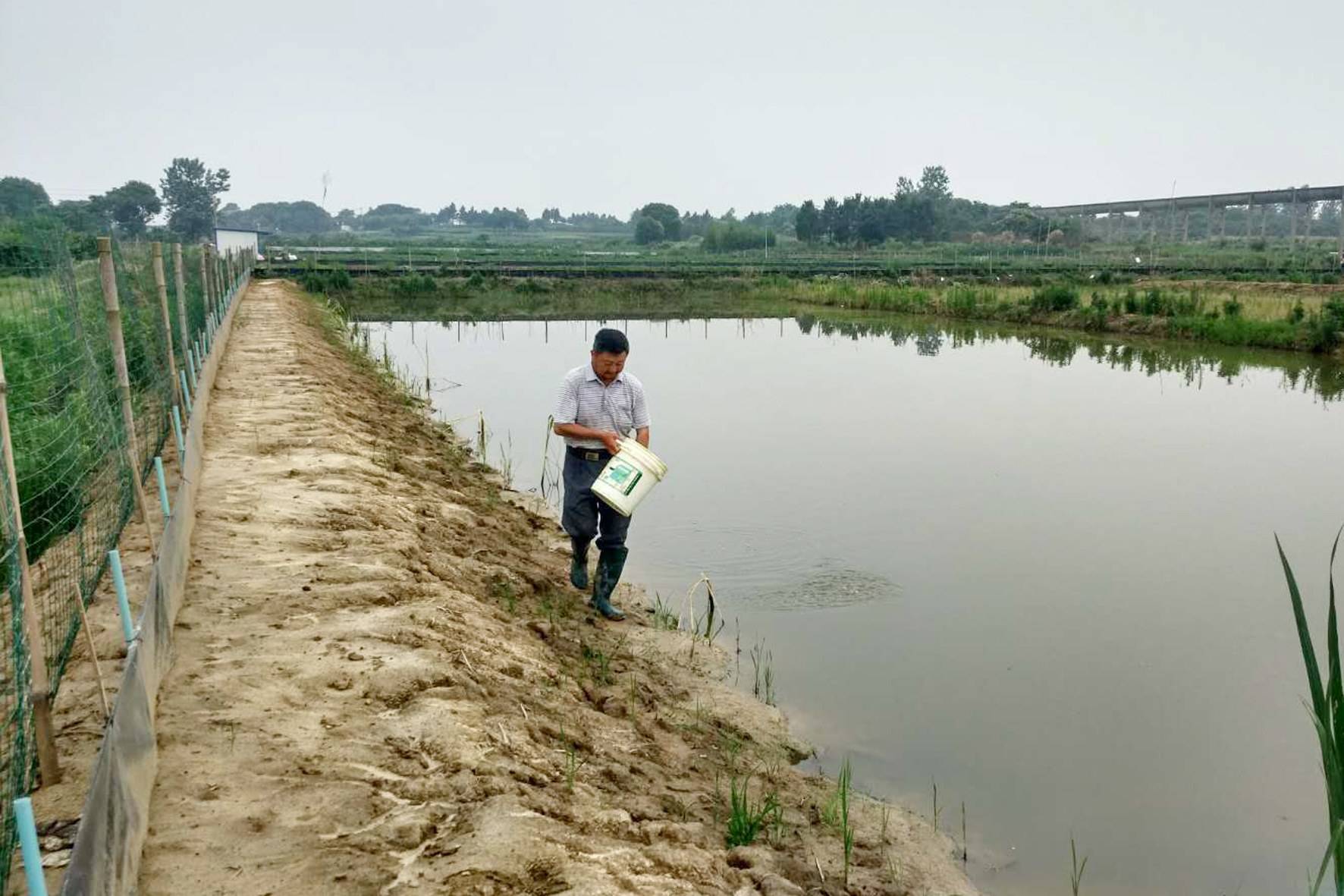 当前小龙虾养殖前景如何,小龙虾养殖省时省力养好虾就来