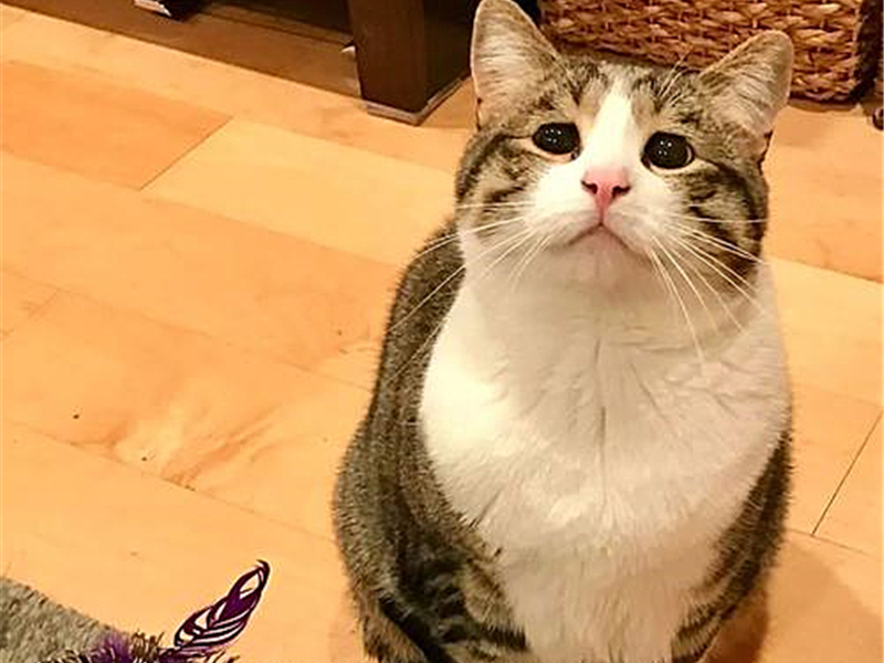 猫咪有这些特征说明它已经认主了,猫咪什么时候开始认主