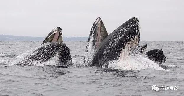爱捕鱼的海狮座头鲸,小海狮被虎鲸群殴爬上船求救后