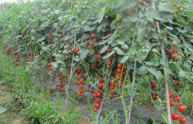 圣女果长得慢怎么办,圣女果怎么只长高不结果