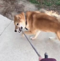 这5种狗你都敢养,建议新手便宜养的10种狗