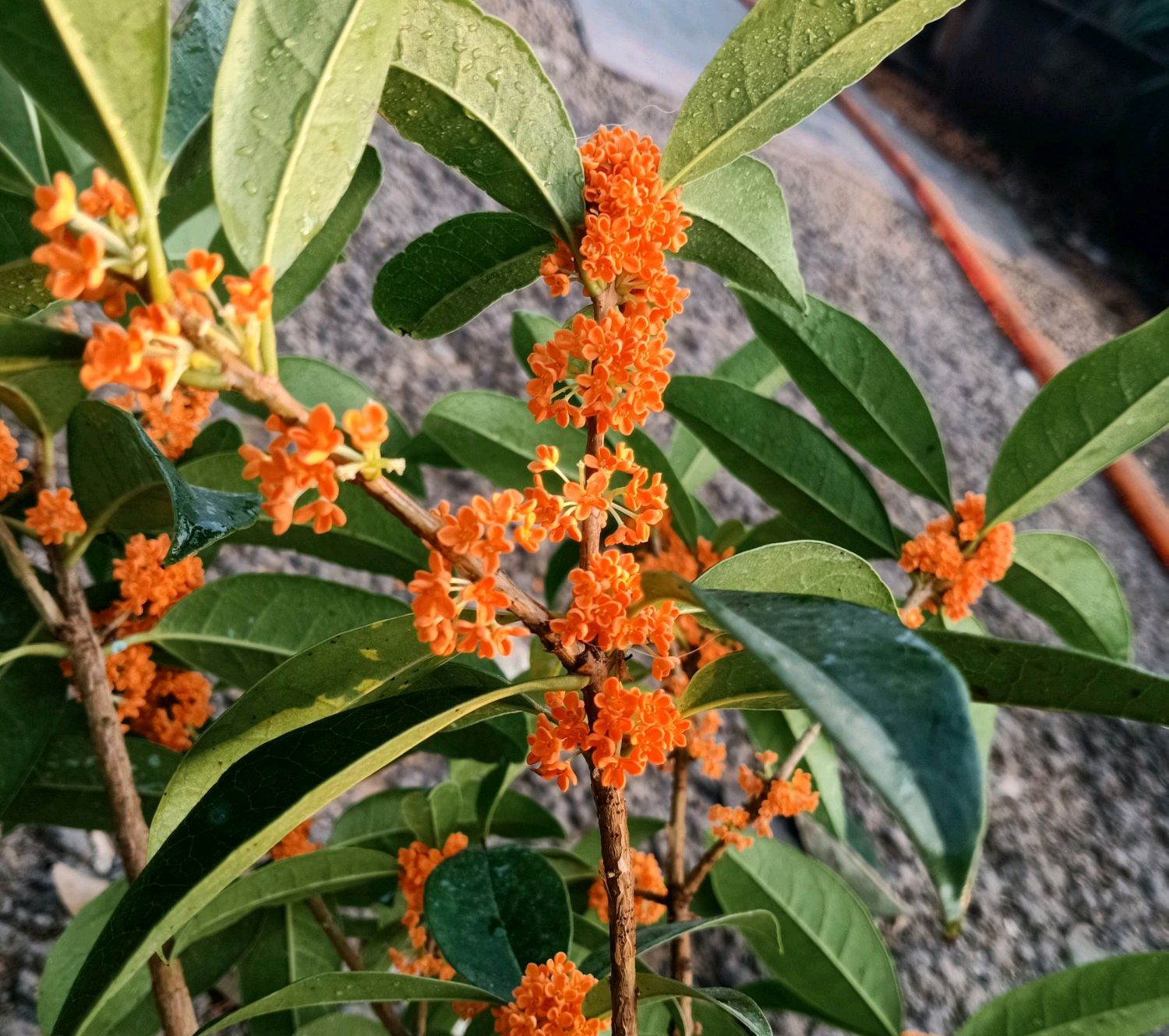 桂花怎样管理开花早,桂花不开花要剪枝吗