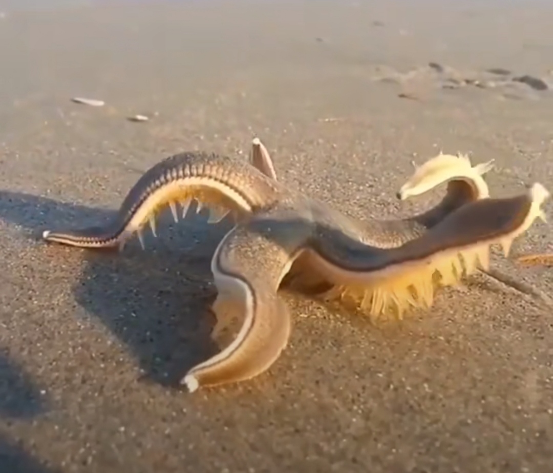 好看是好看但是感觉显黑,好看是好看难看是难看