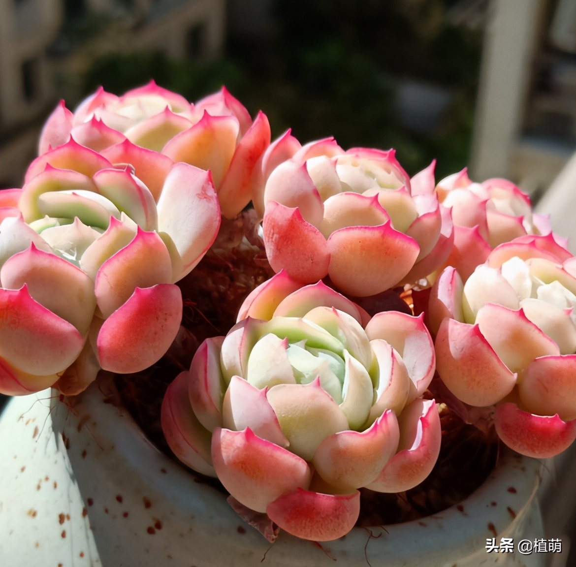 多肉贝瑞变绿爆头还会香吗,多肉贝瑞长了花剑