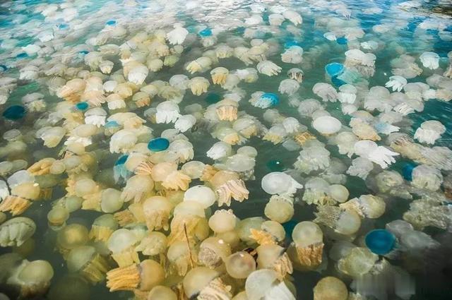 *翻推**10亿重渔船,公然攻击核电站,水母正朝着人类天敌演变