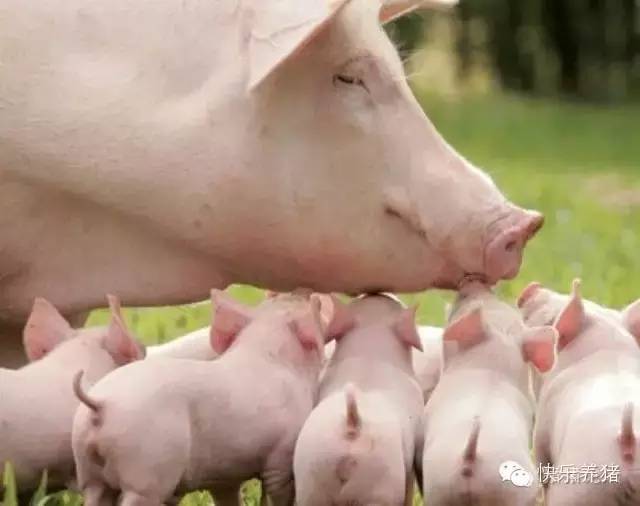 母猪产后为什么不尿？解决方法