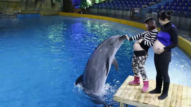 胎教听海豚音能开发胎儿大脑吗,海豚胎教声音视频