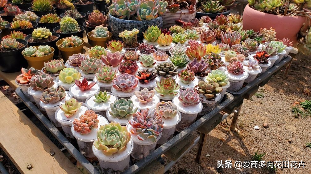 投资多肉植物有前景吗,投资花卉大棚能赚钱吗