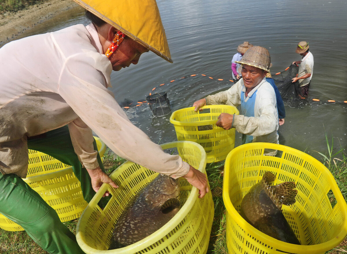 酵母菌水产养殖的作用,神奇酵母