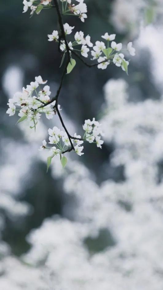 携一身梨花香,可染满室清甜