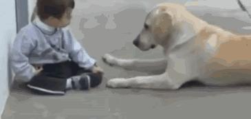 这9种狗狗最适合女人养了,最适合新手养的三种狗狗