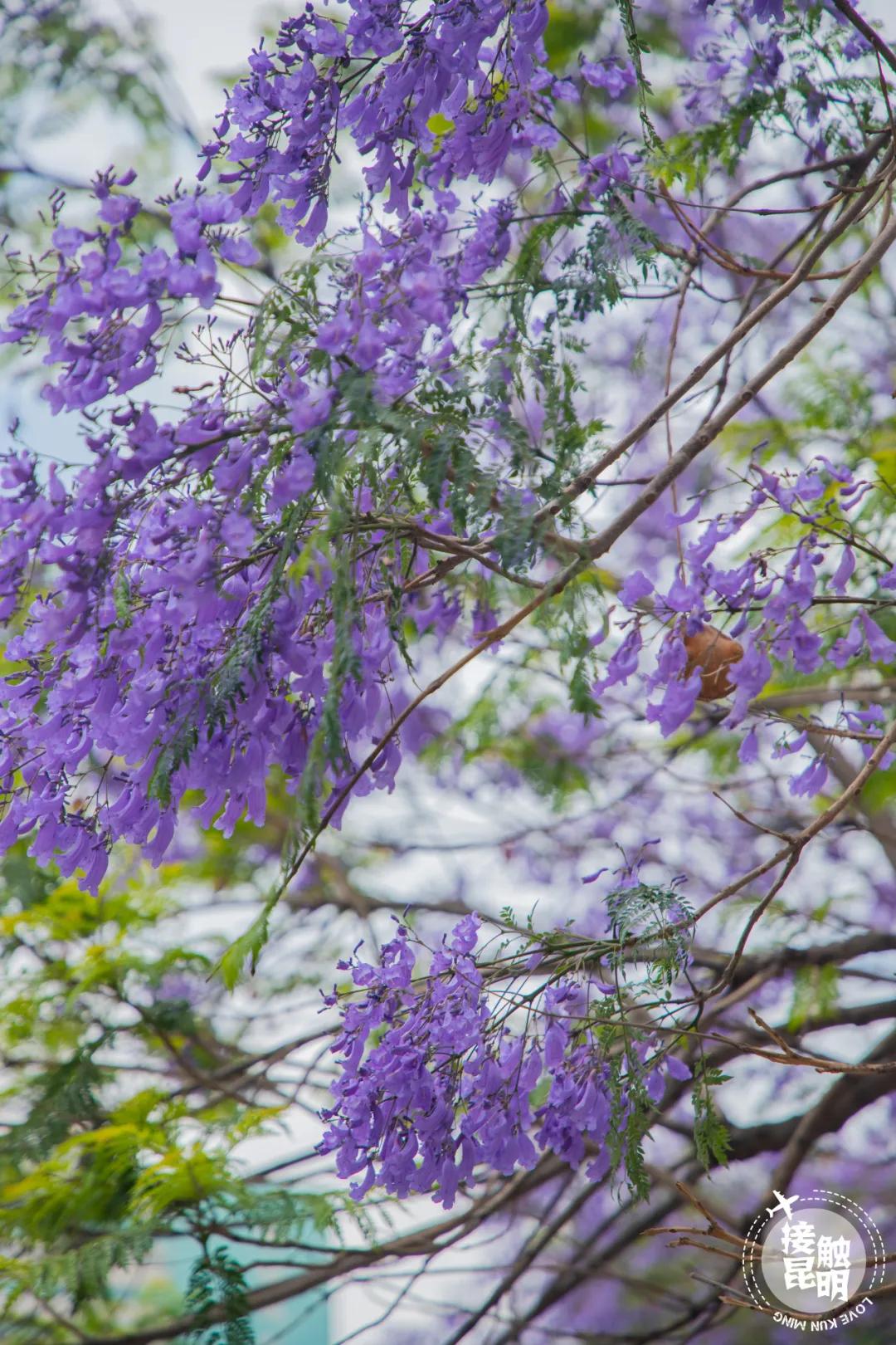 南屏街是市中心吗,昆明南屏街是市中心么