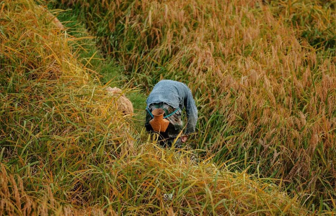 农造田野丨总有一根神经通往乡野|月亮山百里梯田