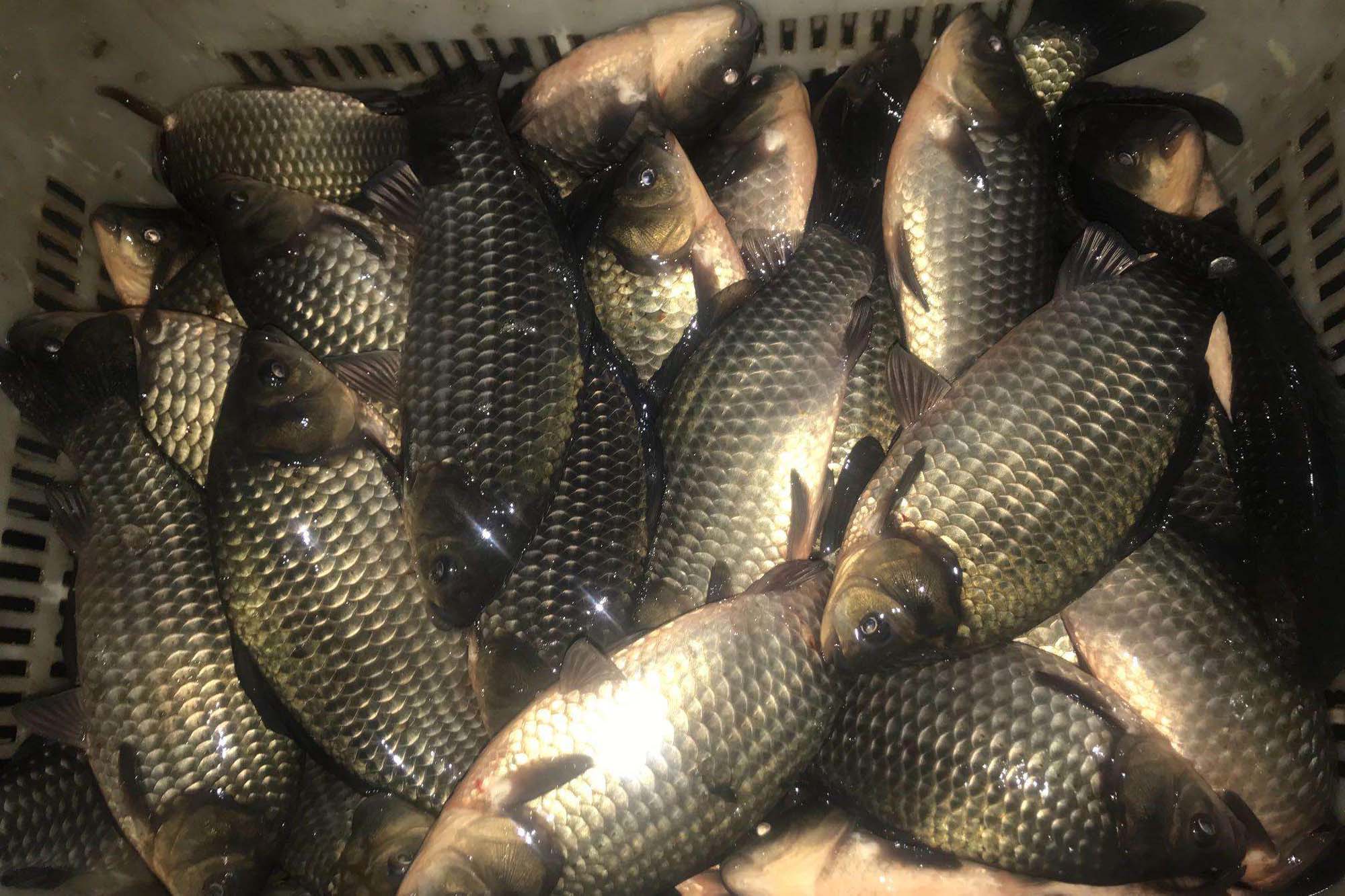 什么钓鱼小药的穿透力强、留香持久?水中穿透力最强的诱鱼小药