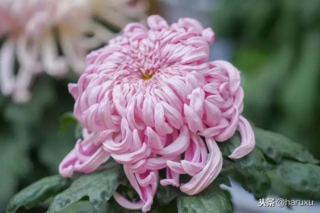 亲子游推荐无锡,无锡亲子游攻略三天两夜