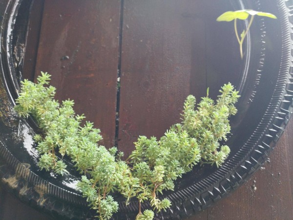 适合栽在庭院的多肉,庭院地栽多肉设计