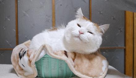 拥有“私家园林”，游遍世界各地，这些猫咪的生活太让人羡慕了吧