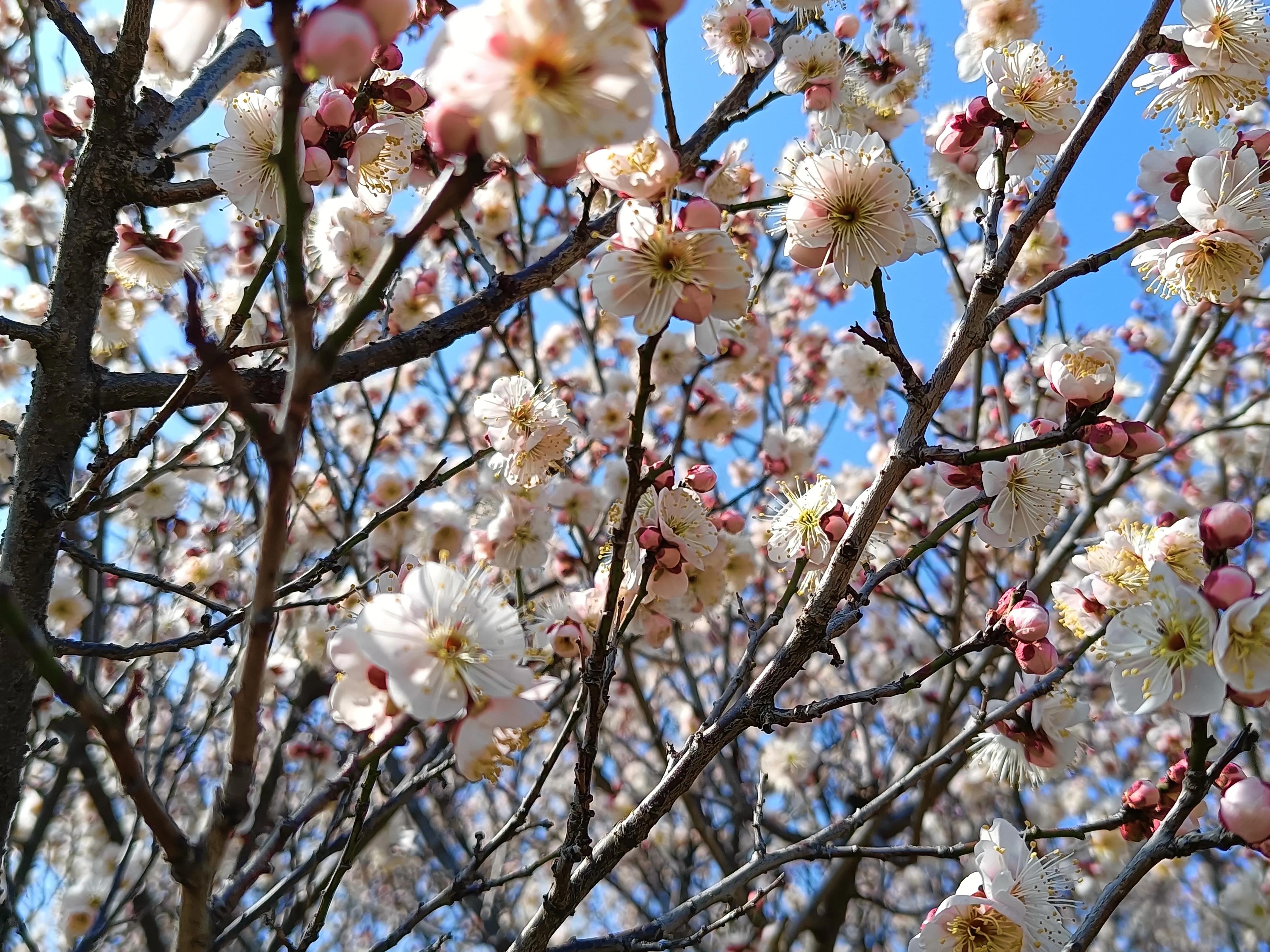 上方山森林公园作文,上方山森林公园动物世界