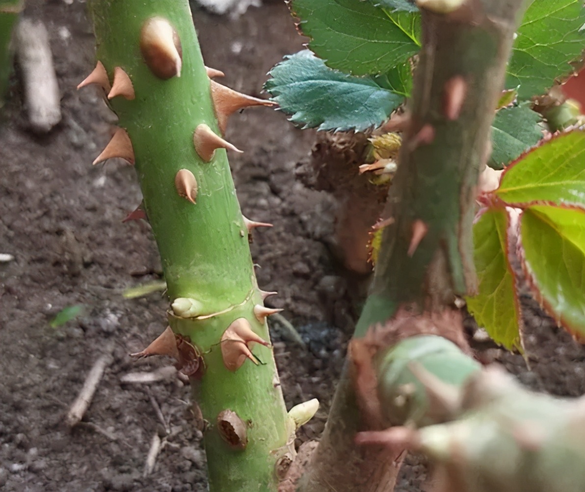 春天到了月季花咋还没开花,到了春天月季的枯叶不掉怎么办