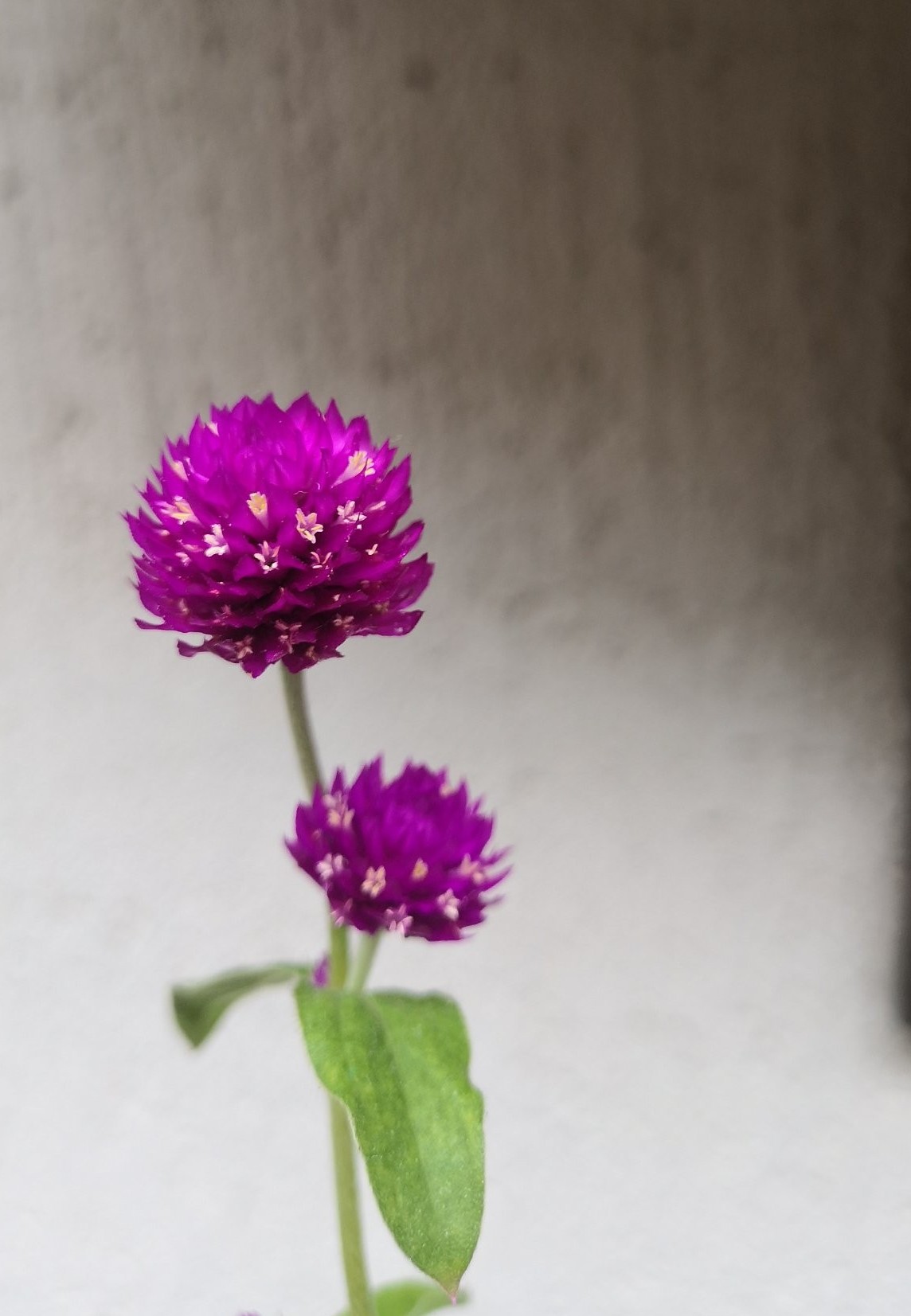 瀹忔潙闂叉儏闆呯瓚瀹㈡爤,瀹忔潙澶滈洦浜哄瀹㈡爤