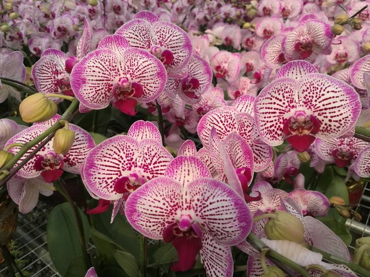 1995年广州芳村石围塘花市,芳村最好看的花市