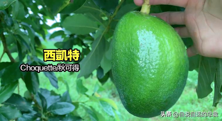 牛油果是坏了吗,牛油果几十年前