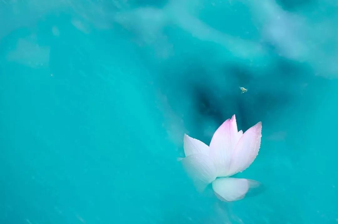 描写荷塘月色的诗句优美的,荷塘月色的诗句大全