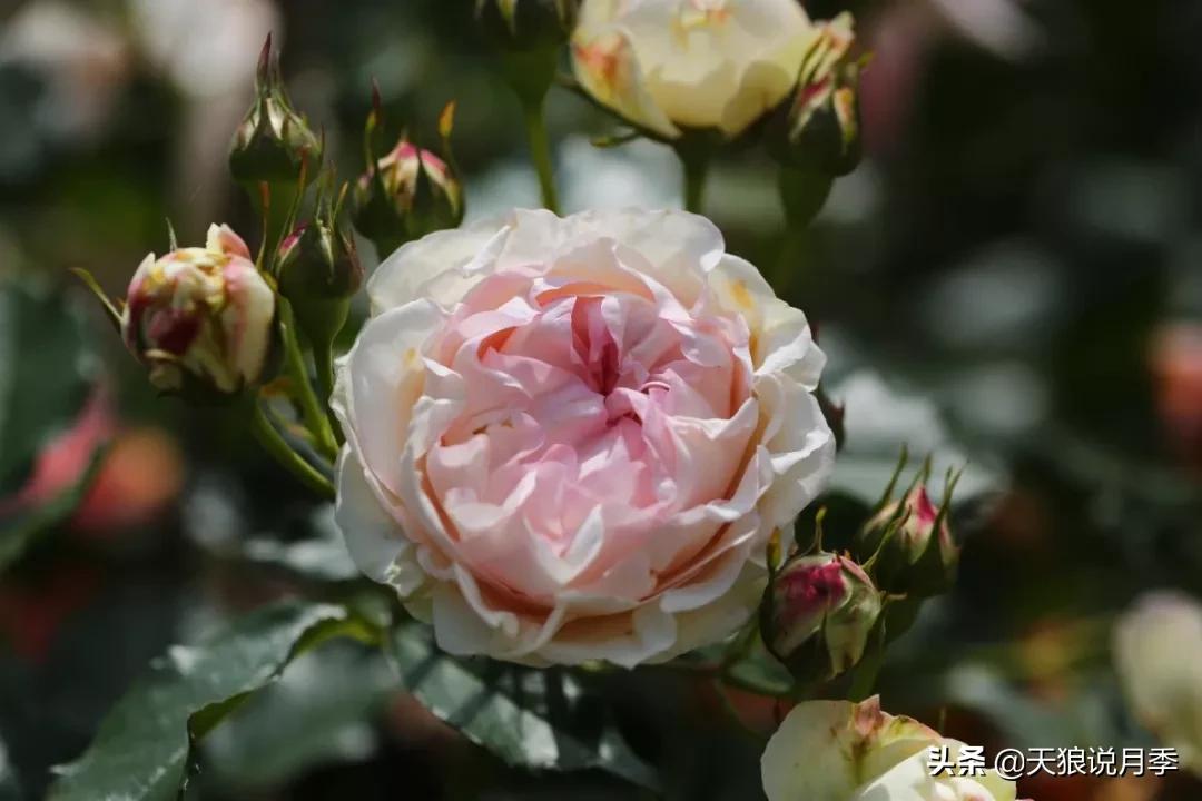 又一个十年,国产自育品种