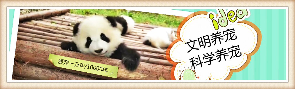 仓鼠中最好养活的几种仓鼠,最容易养的宠物仓鼠