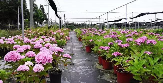 双流空港秘密花园,双流不要门票的公园