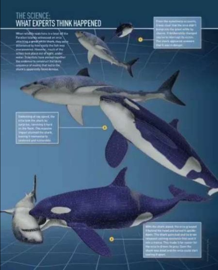 体型惊人的大白鲨,为什么大白鲨会害怕虎鲸