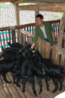 尿素能喂猪和喂牛吗,尿素真的可以喂猪吗