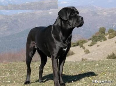 如何挑选最好的卡斯罗犬,卡斯罗犬幼犬如何挑选