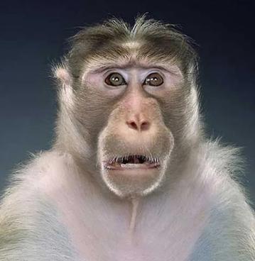 狗狗疫苗的种类和如何选择疫苗,狗狗疫苗接种时间怎么算