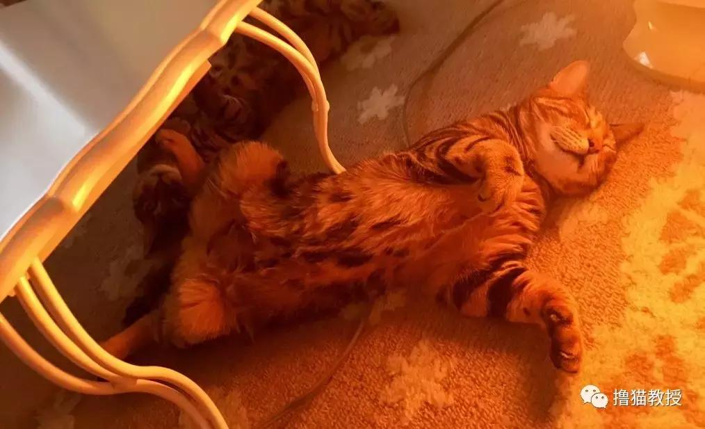 猫咪的怪癖铲屎官你们都知道吗,铲屎官养的猫咪有多厉害