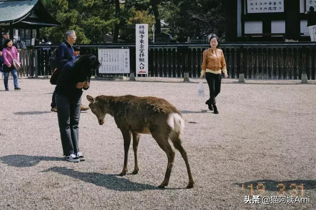 日本奈良喂小鹿时鞠躬砸到头,日本奈良神鹿公园游记