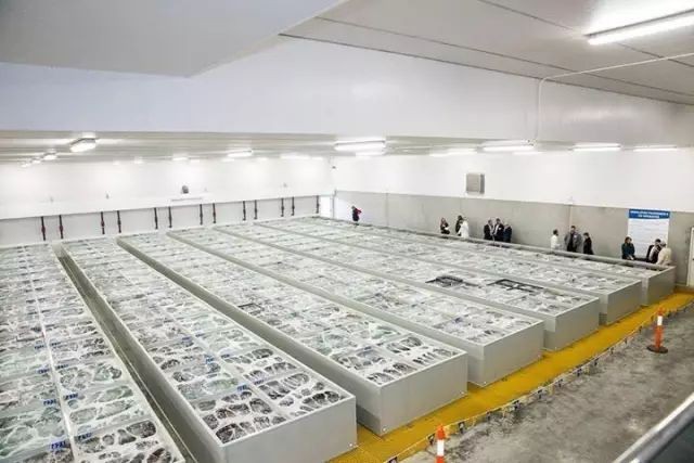 鲍鱼养殖如何赚钱,人工养殖鲍鱼