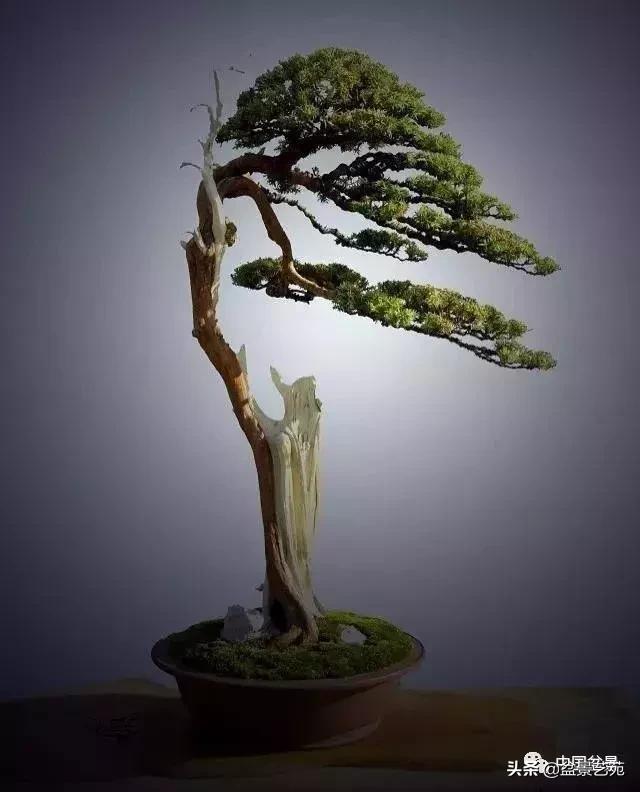 回旋飘枝盆景,带飘枝的室外盆景