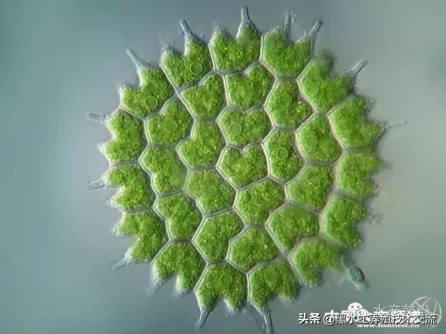 水产藻类大全图片,水产藻类知识大全