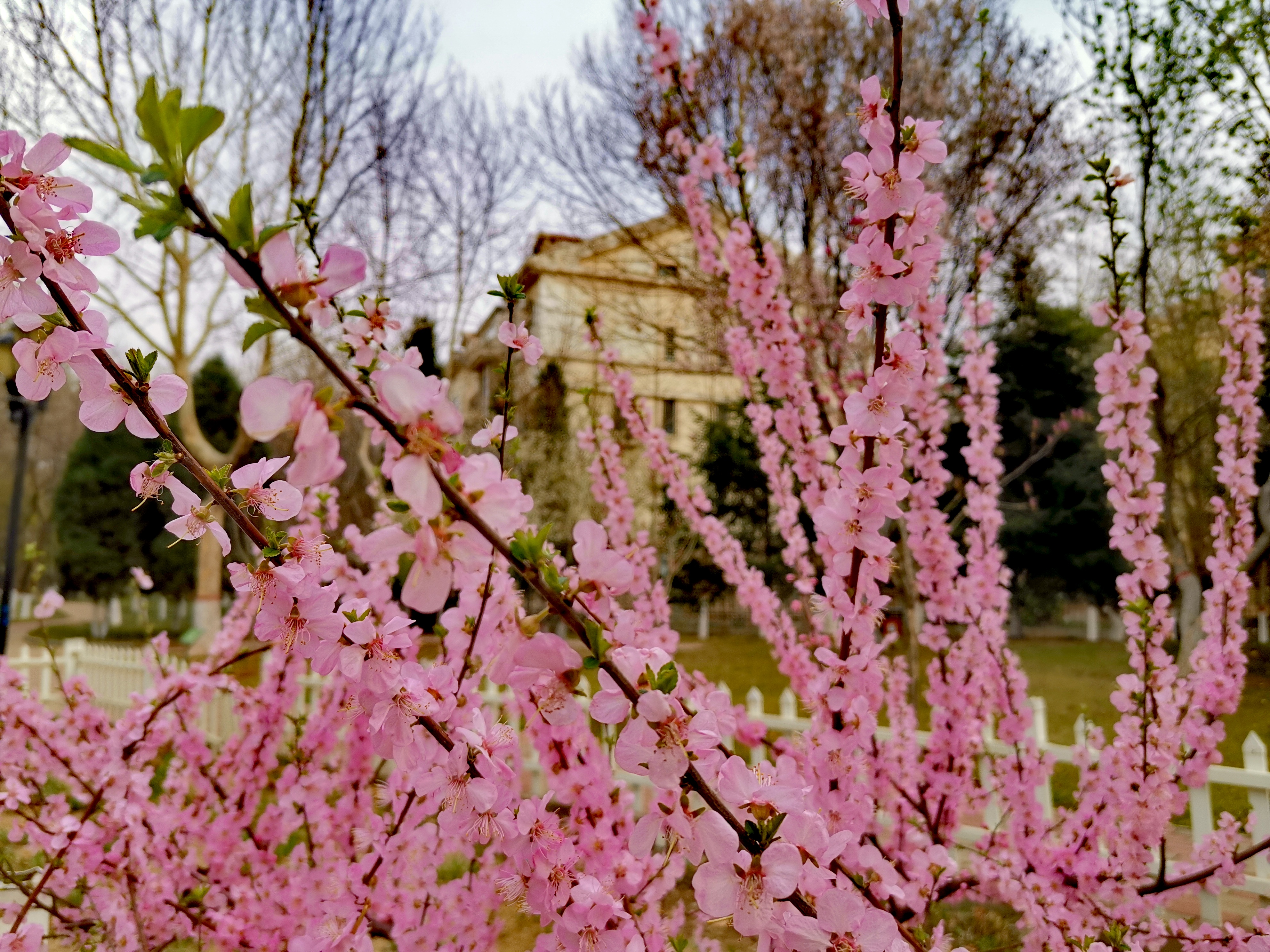石家庄世纪公园的荷花已开过,石家庄世纪公园花