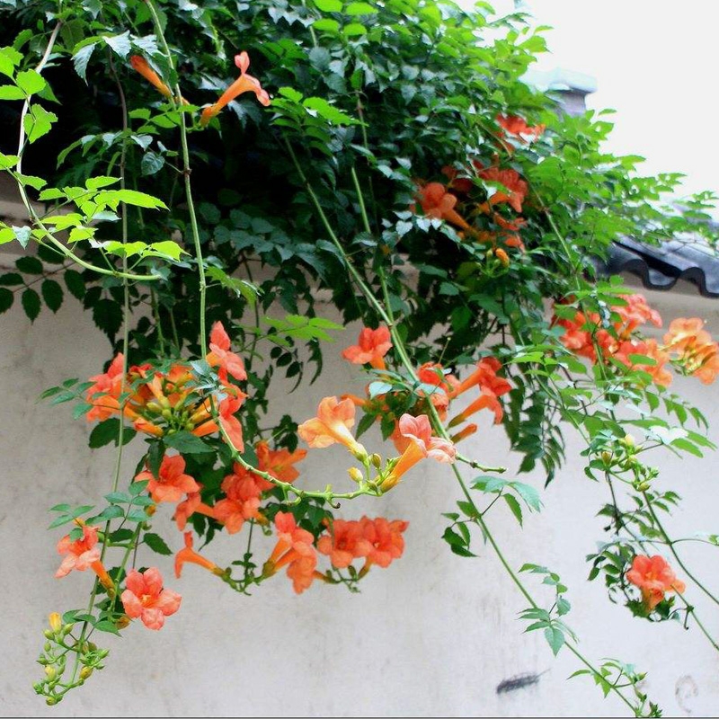 院子里种哪种爬墙花,怎么在院子周围种四季爬墙月季